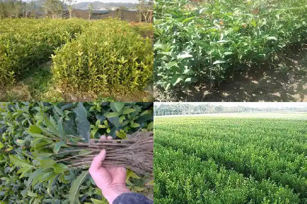 桂花茶有哪些功效1689381099091