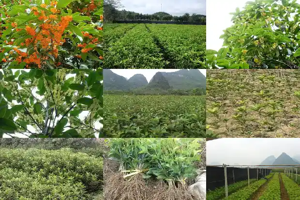 桂花树高吗?1686703263906