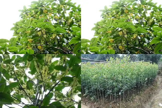 桂花树高吗?1686703263952