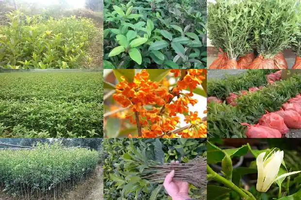 桂花树长不高是什么原因呢1686703298595