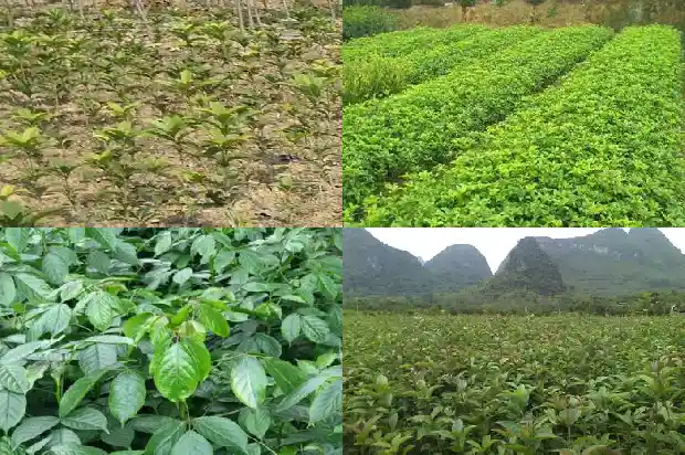 桂花树高了好还是低了好看1686703320597