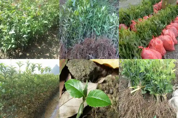 桂花树高了好还是低了好看1686703320643