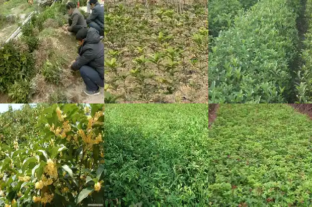桂花树价格8到10公分多少钱一盆1689838048695