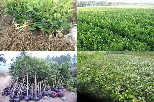 5斤的酒瓶可以泡多少桂花酒喝1689034744570