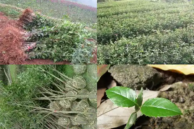 嫁接桂花树怎么养才长得好1686703405864