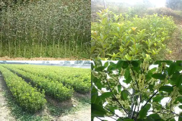 嫁接桂花树怎么养才长得好1686703405959