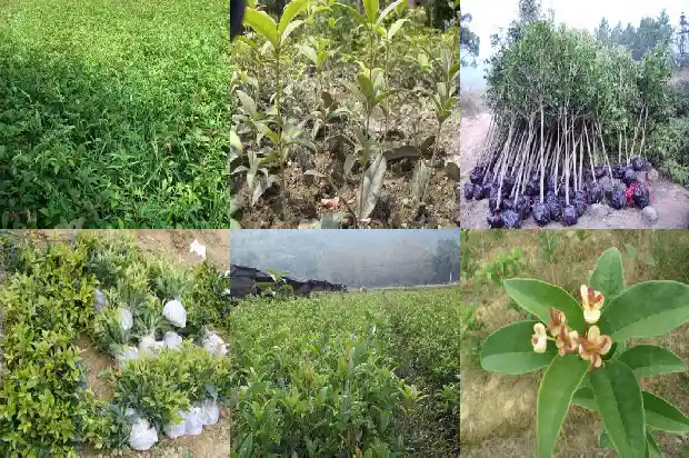 桂花天香台阁好还是日香桂花好看1690850145314