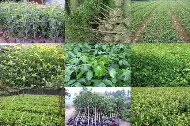 桂花树能活有多少年寿命1686703423041