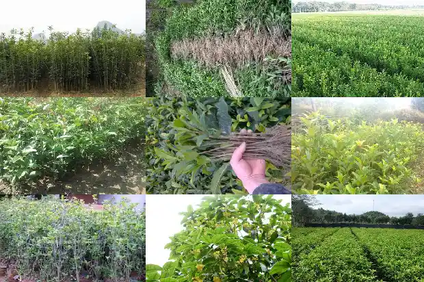 桂花树只剩树干还能活吗?1686703442967