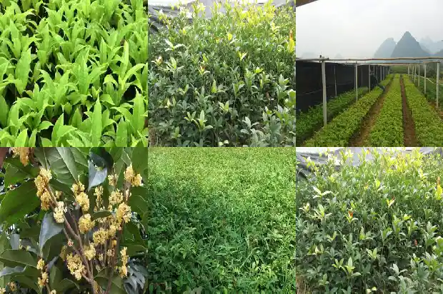 桂花树剪枝后怎么处理1686703465055