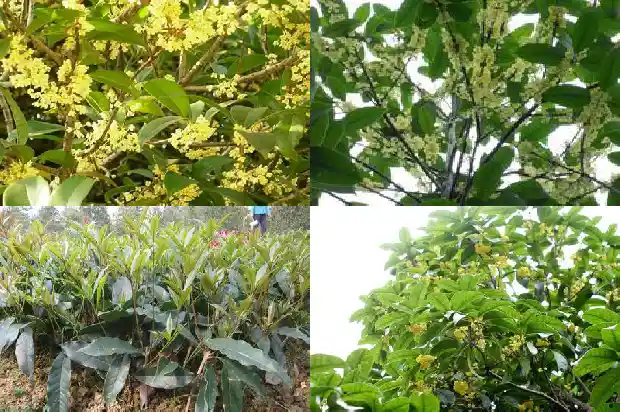 桂花树剪枝后怎么处理1686703465103