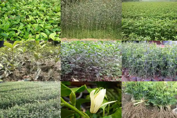 桂花树剪枝后怎么处理1686703465151