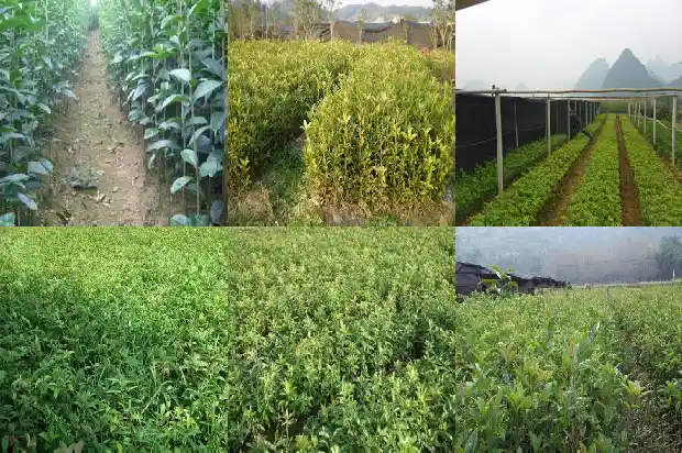 桂花可以修剪枝梢吗1686703685626