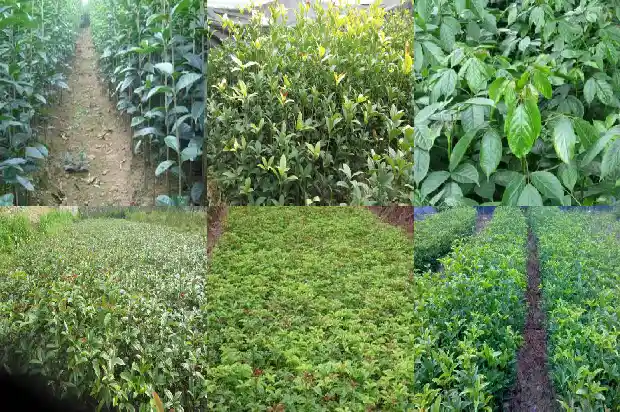 桂花可以修剪枝梢吗1686703685720