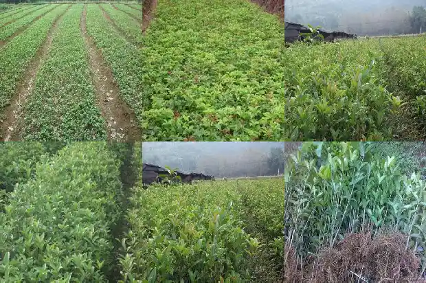 桂花侧枝需要修剪吗1686703723573