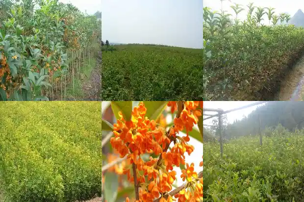 桂花侧枝需要修剪吗1686703723620