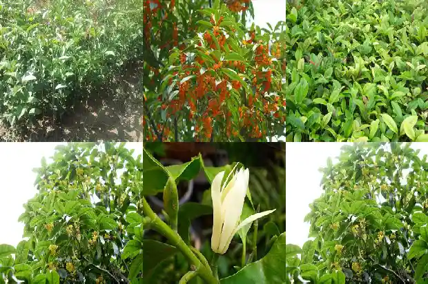 桂花好的品种1690590515903