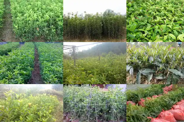 桂花树枝修剪后要马上施肥吗?1686703735547