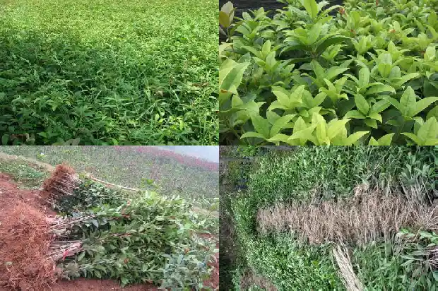 桂花树枝修剪后要马上施肥吗?1686703735642