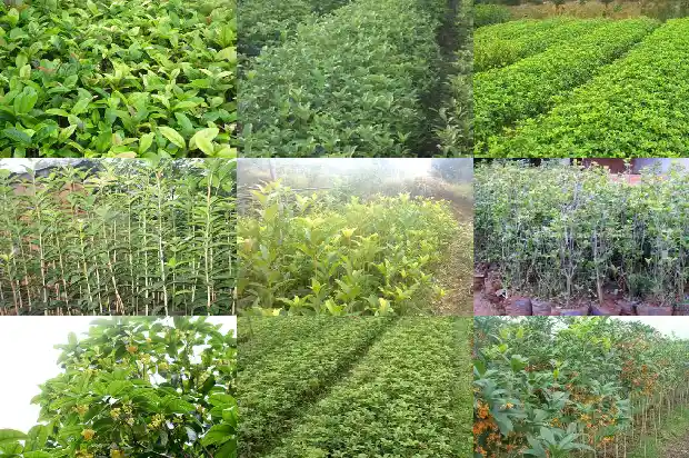 桂花树枝修剪后要马上施肥吗?1686703735690