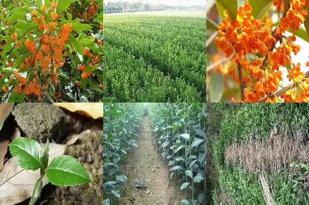 桂花树长10公分要几年才开花1690763874860