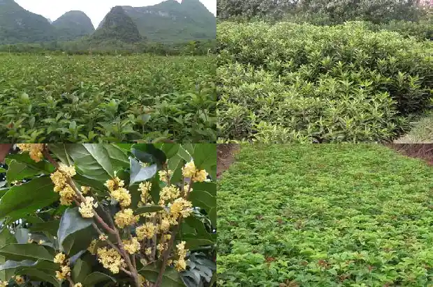 桂花树重剪后多久发芽1686703799077