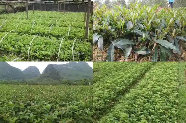 桂花发芽了还能剪吗1686703819017