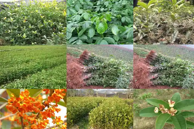 我买的桂花是用黄泥栽的1690848982746