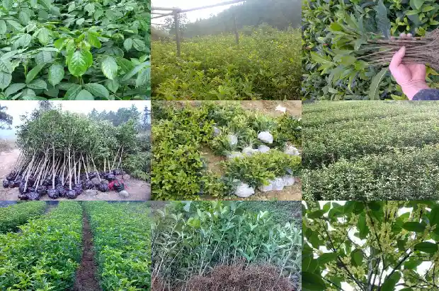 桂花发芽了还能剪吗1686703819112