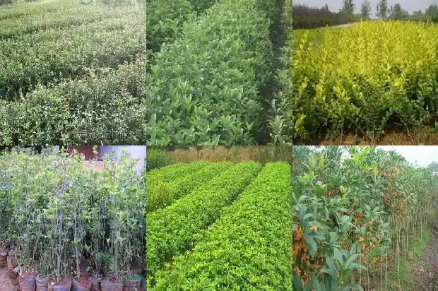 桂花长出的嫩芽用不用剪枝1686703826772