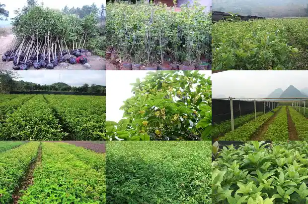桂花长出的嫩芽用不用剪枝1686703826820