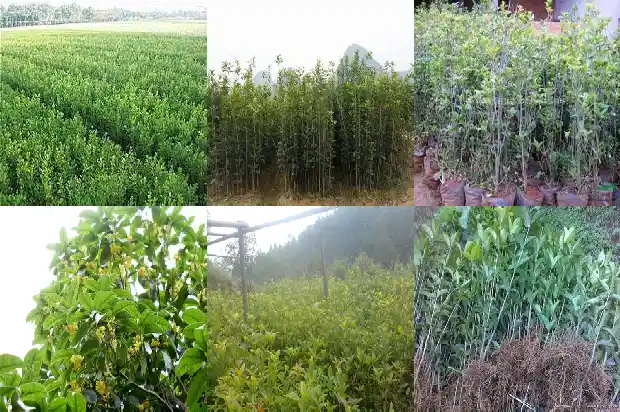 桂花现在发芽了可以修剪吗1686703836801
