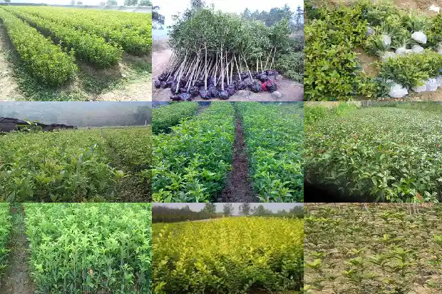 桂花现在发芽了可以修剪吗1686703836849