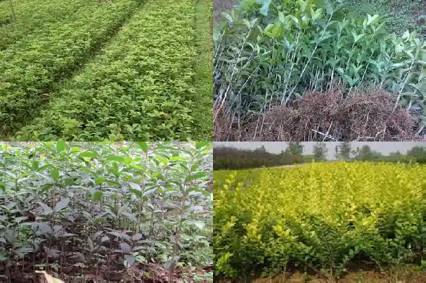 桂花现在发芽了可以修剪吗1686703836897