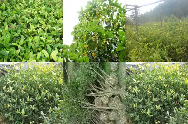 最珍贵的桂花品种1690590853455