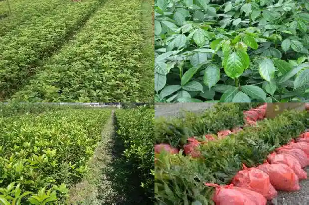桂花树什么时候断头最好1686703856562