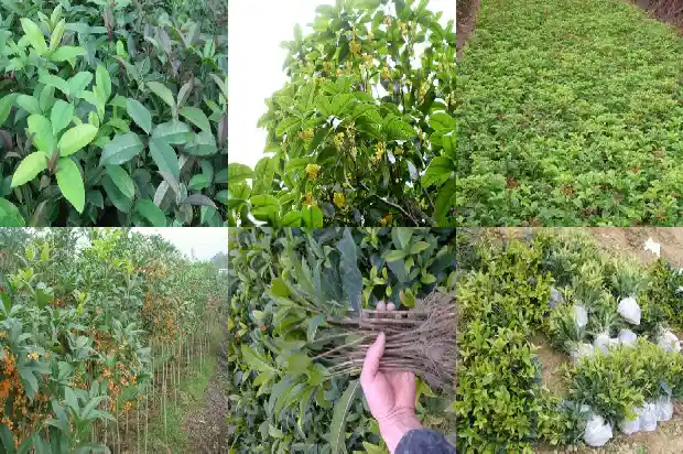 桂花树什么时候断头最好1686703856706