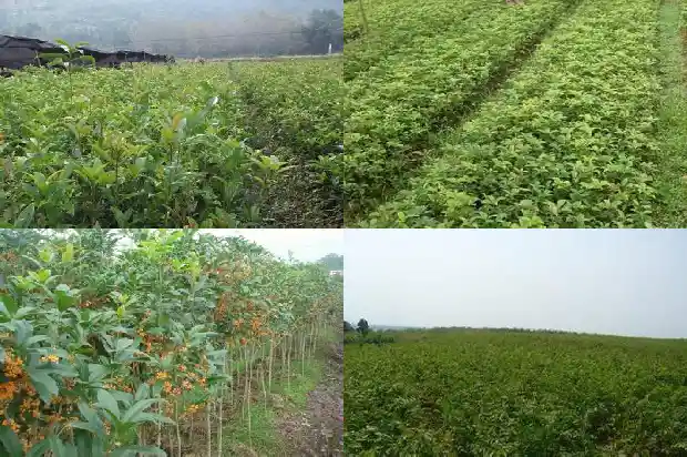 北方桂花树主干高度多少1686703869037
