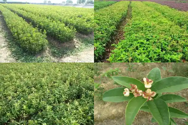 北方桂花树主干高度多少1686703869132