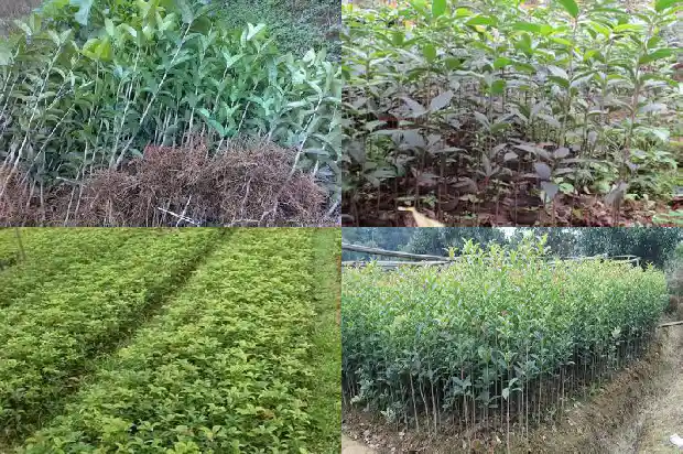 北方桂花树主干高度多少1686703869180