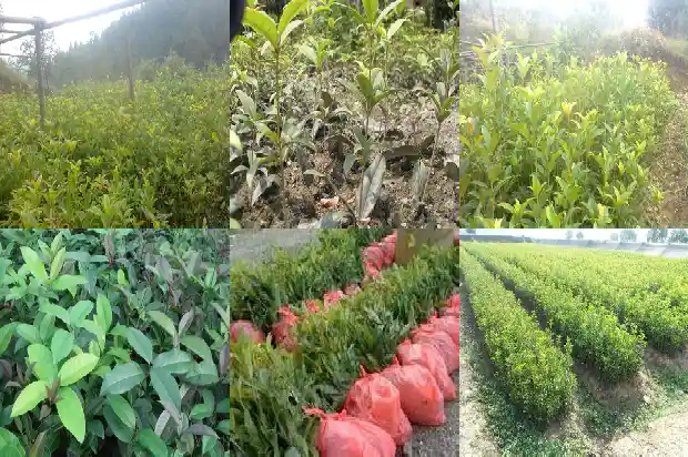 哪种桂花树适合养在室内1686703888607