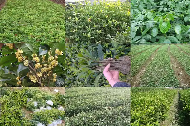 哪种桂花树适合养在室内1686703888655