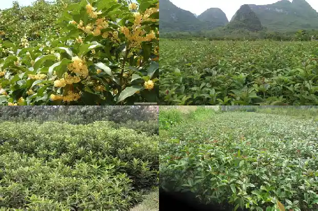 哪种桂花树适合养在室内1686703888703