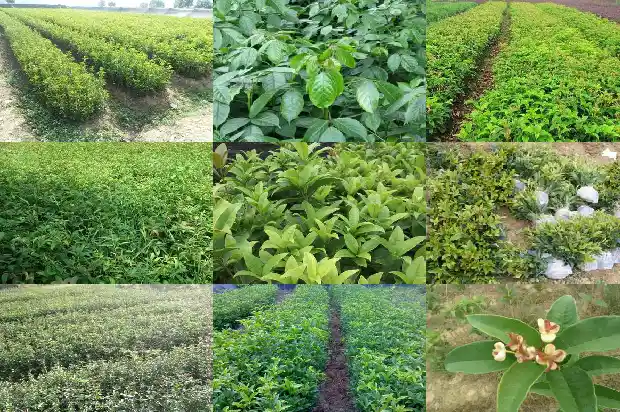 什么样桂花树品种好看好养又好养呢1686703900674