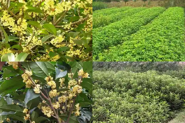 什么样桂花树品种好看好养又好养呢1686703900817