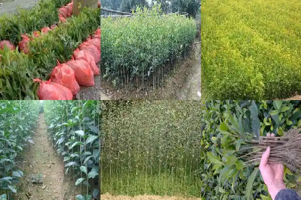 什么样桂花树品种好看好养又好看又好养1686703912794