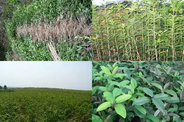哪种桂花树最好看又好养活1686703925137