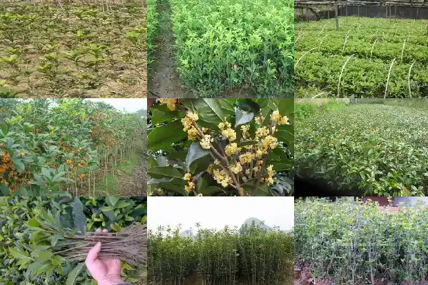 哪种桂花树最好看又好养活1686703925231