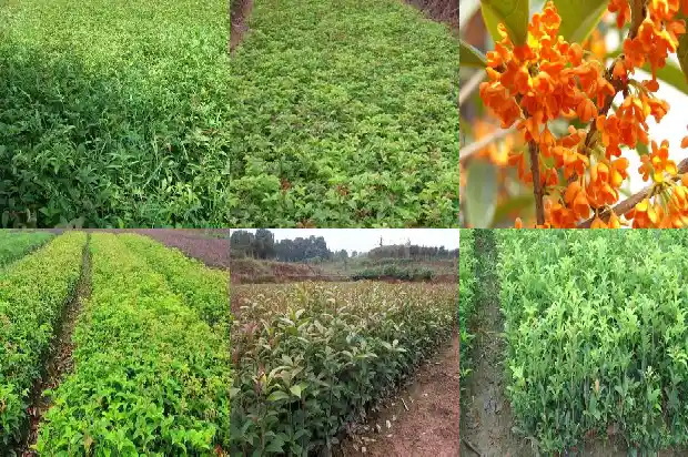 哪种桂花树最好看又好养的1686703932930
