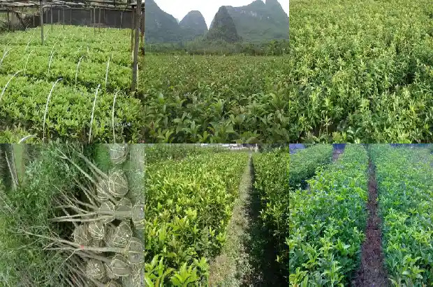哪种桂花树最好看又好养的1686703932978